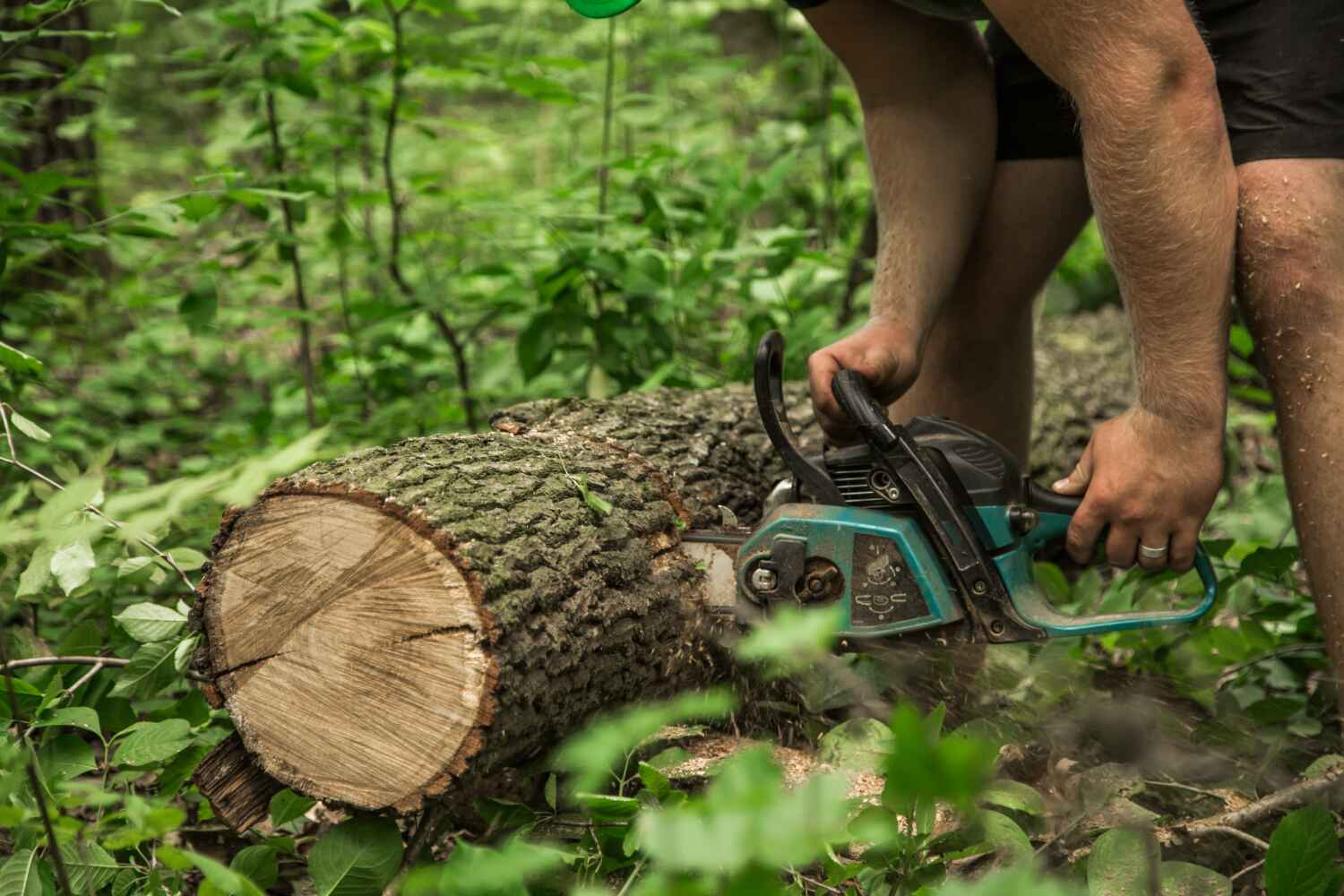 Best Emergency Tree Service  in University, FL